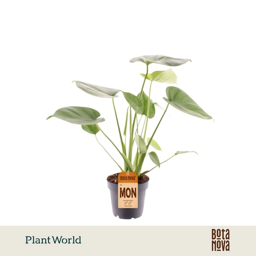 Monstera deliciosa