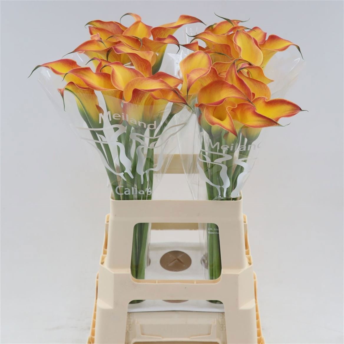 Calla Morning Sun 70cm