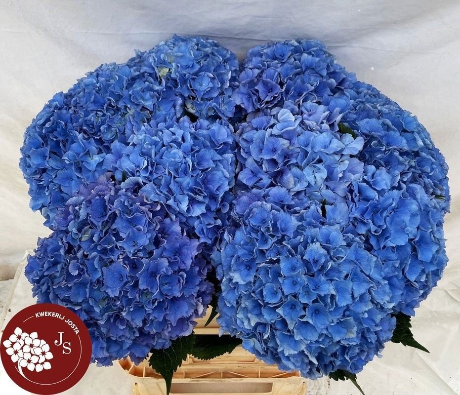 Hydrangea Royal Parade 80cm 21Ø