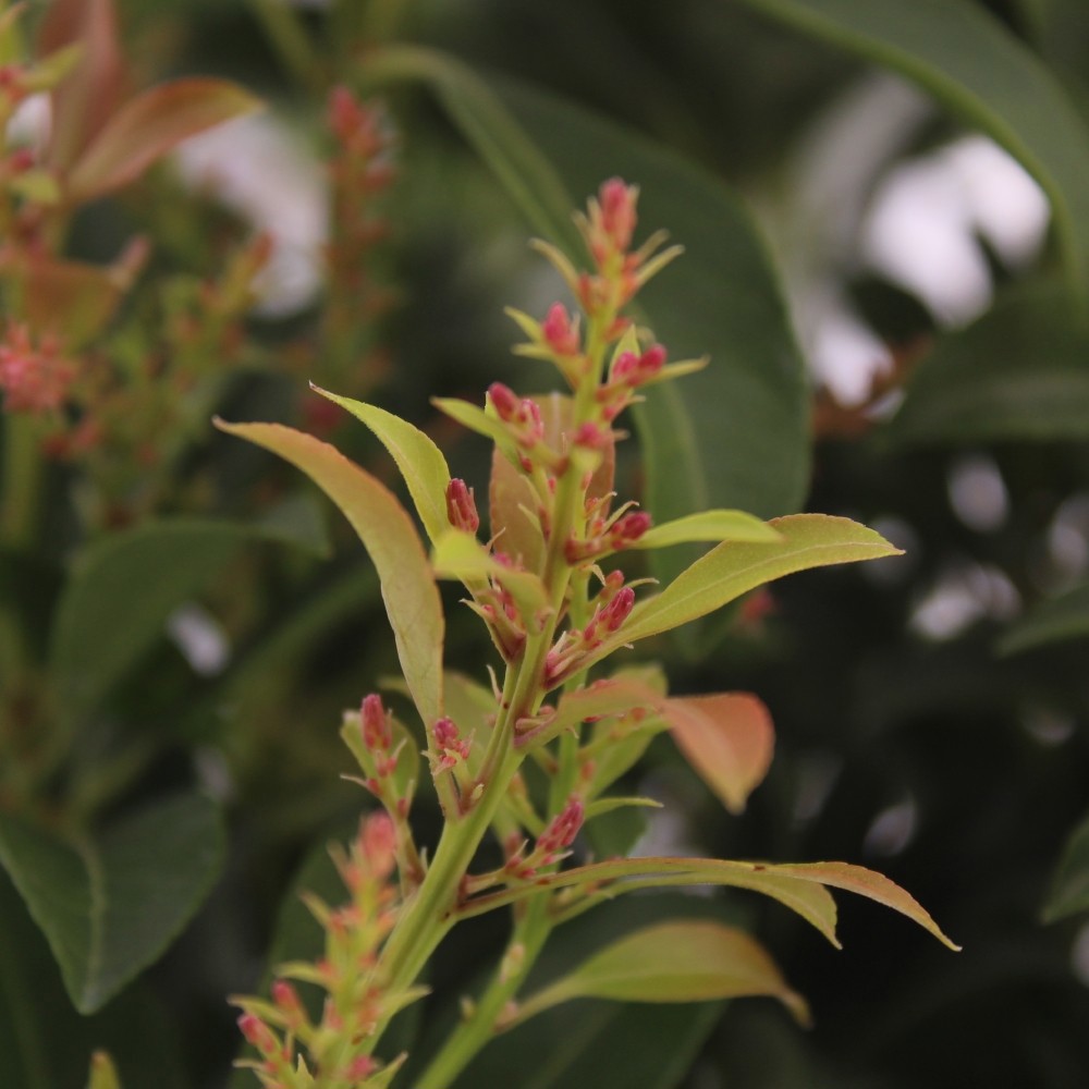 Picture of Pieris japonica 'Passion' PBR