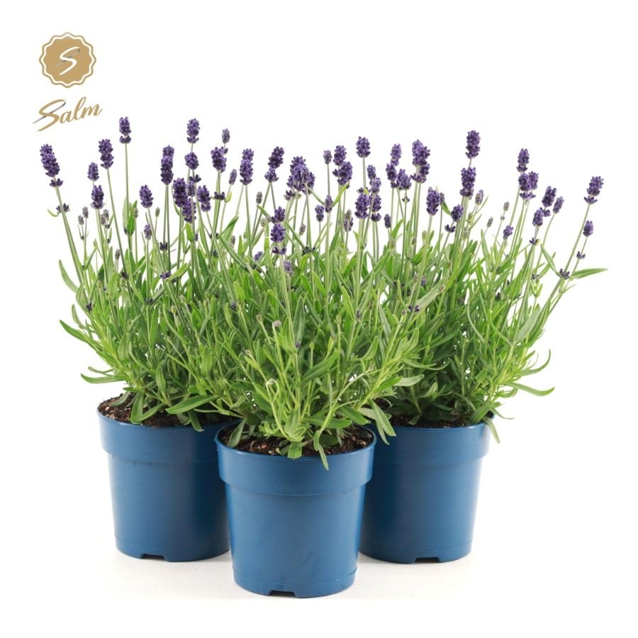 Picture of Lavandula ang. 'Felice'® Collection P12