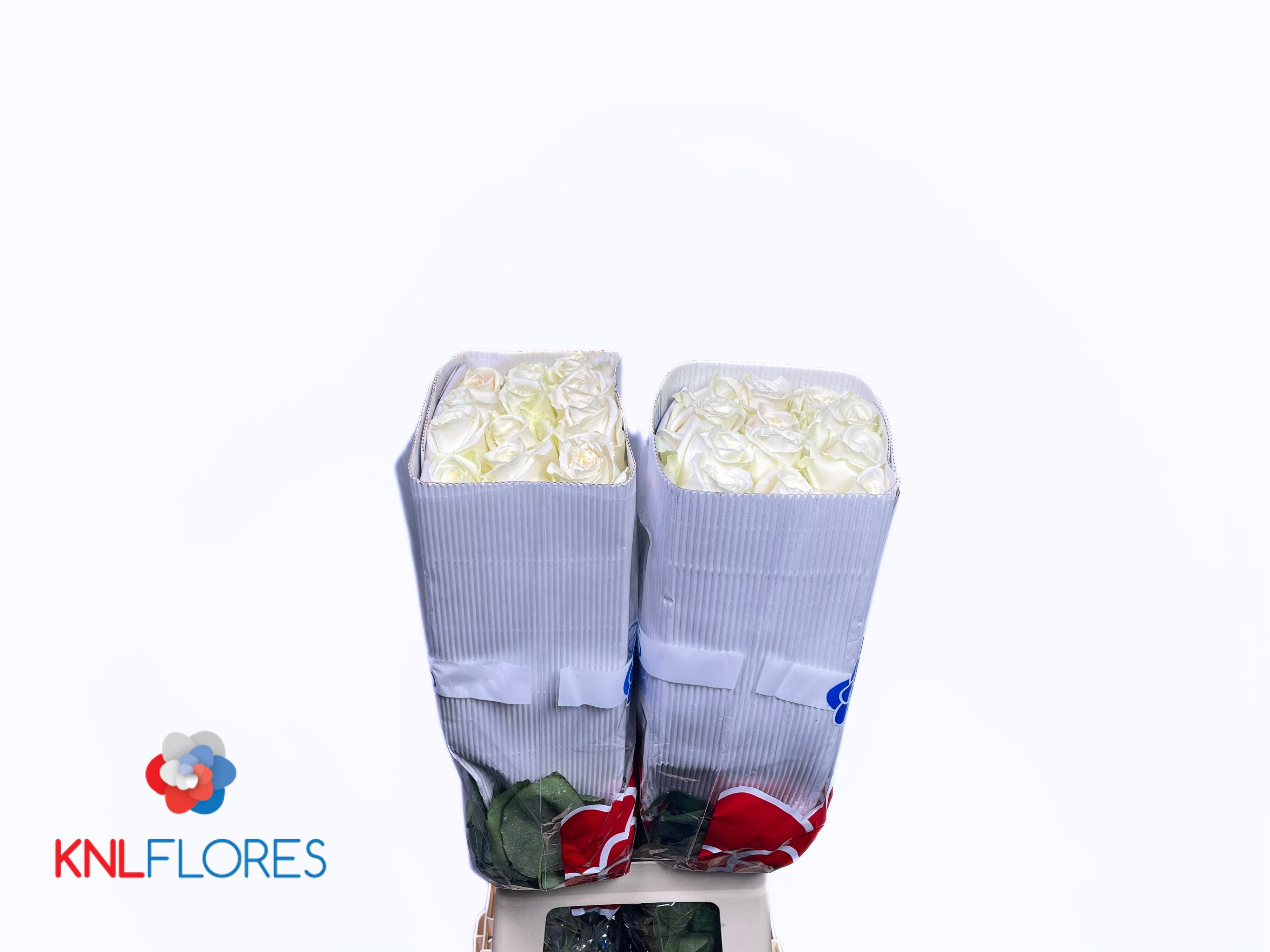 Rosa Playa Blanca 70cm