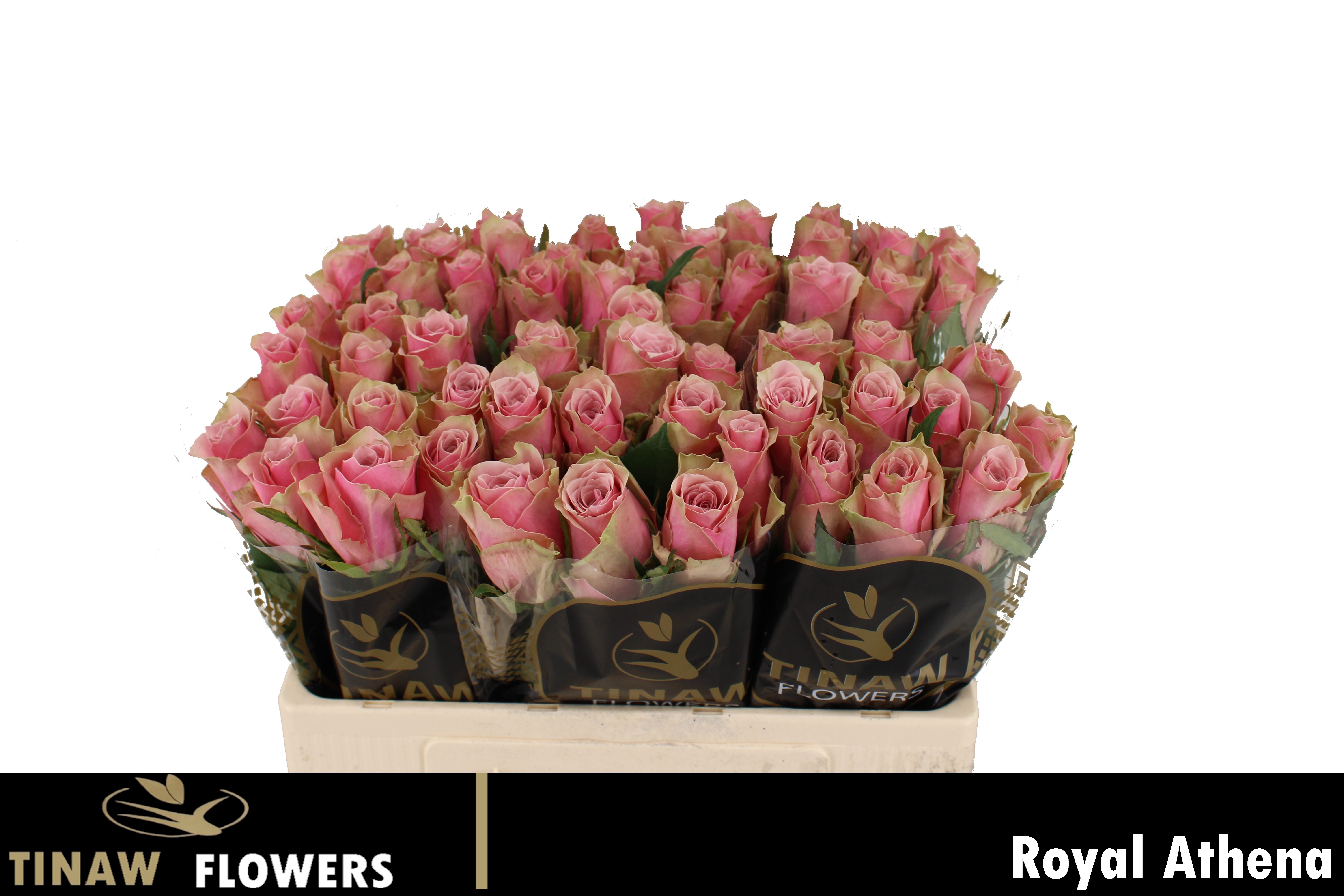 R Gr Athena Royale