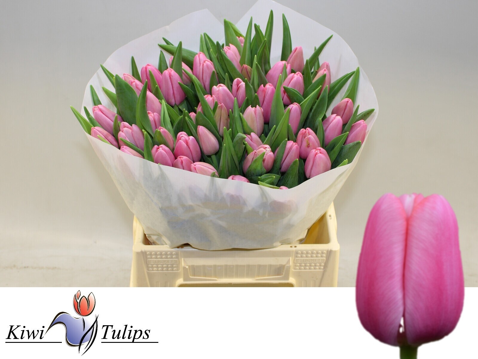 Tulipa Tresor 40cm 40gram