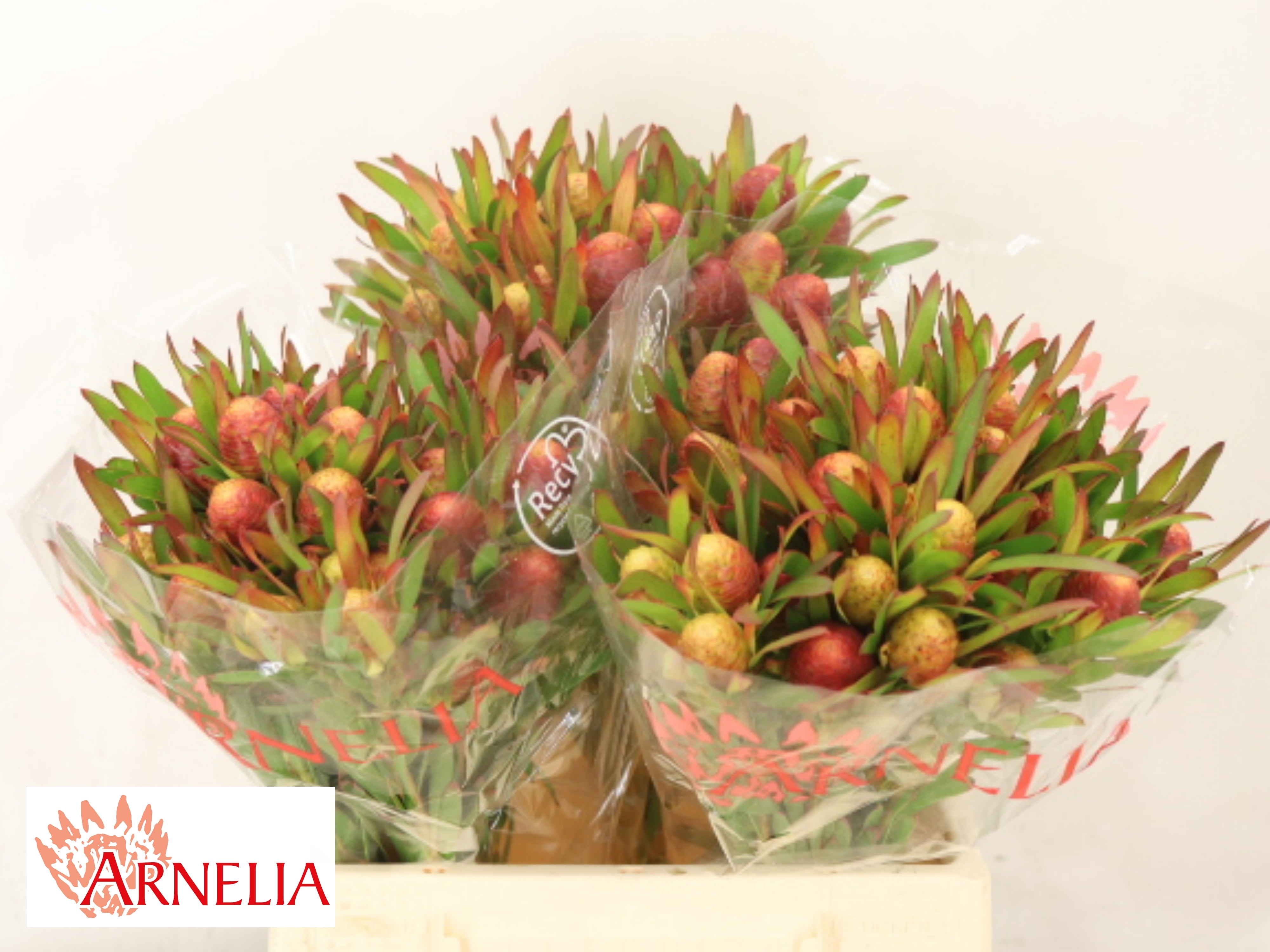 Leucad Ayoba Ch Pear 40cm