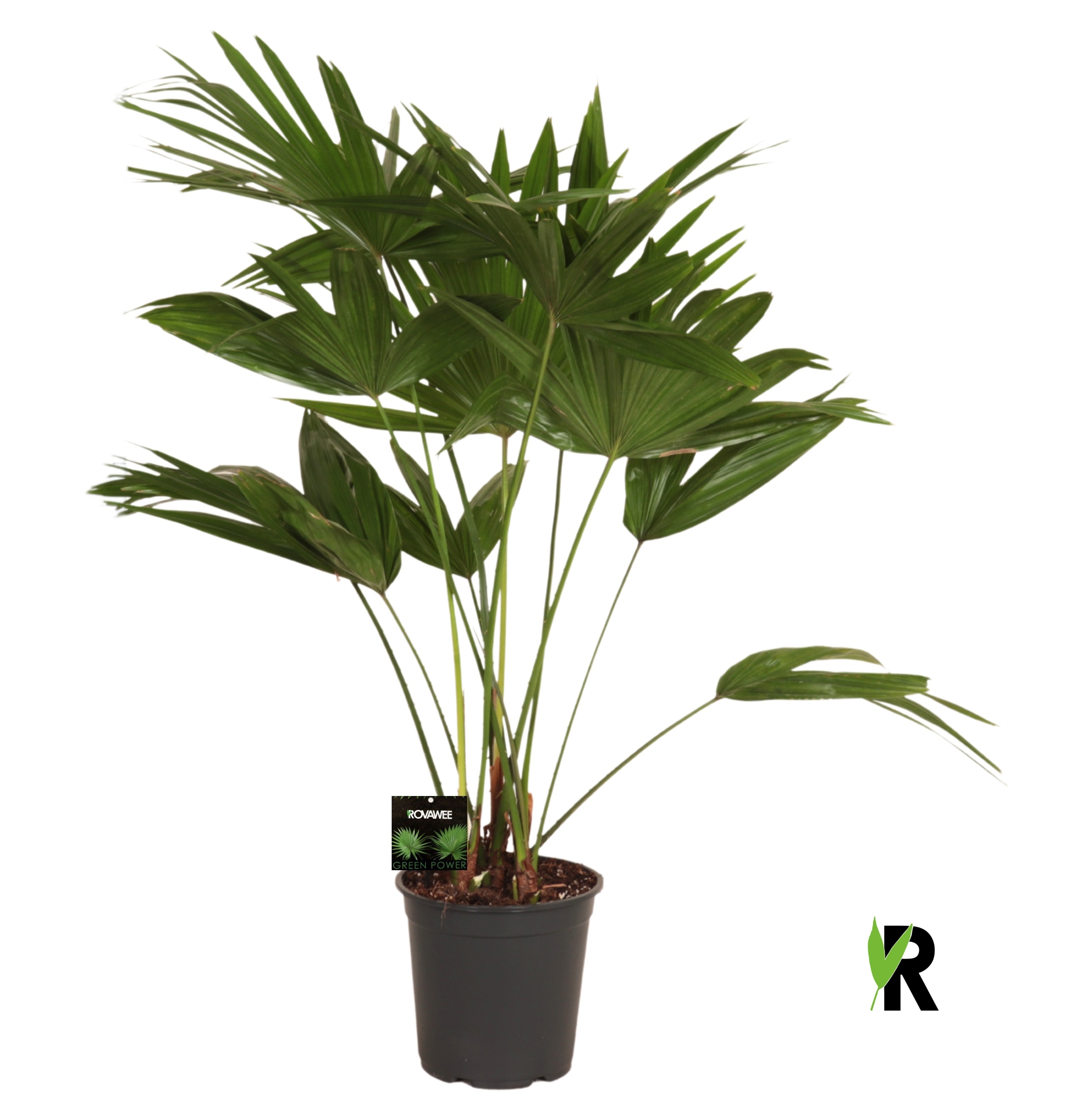 Livistona chinensis 3 pp