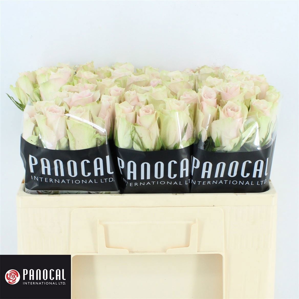 R Gr Pink Athena