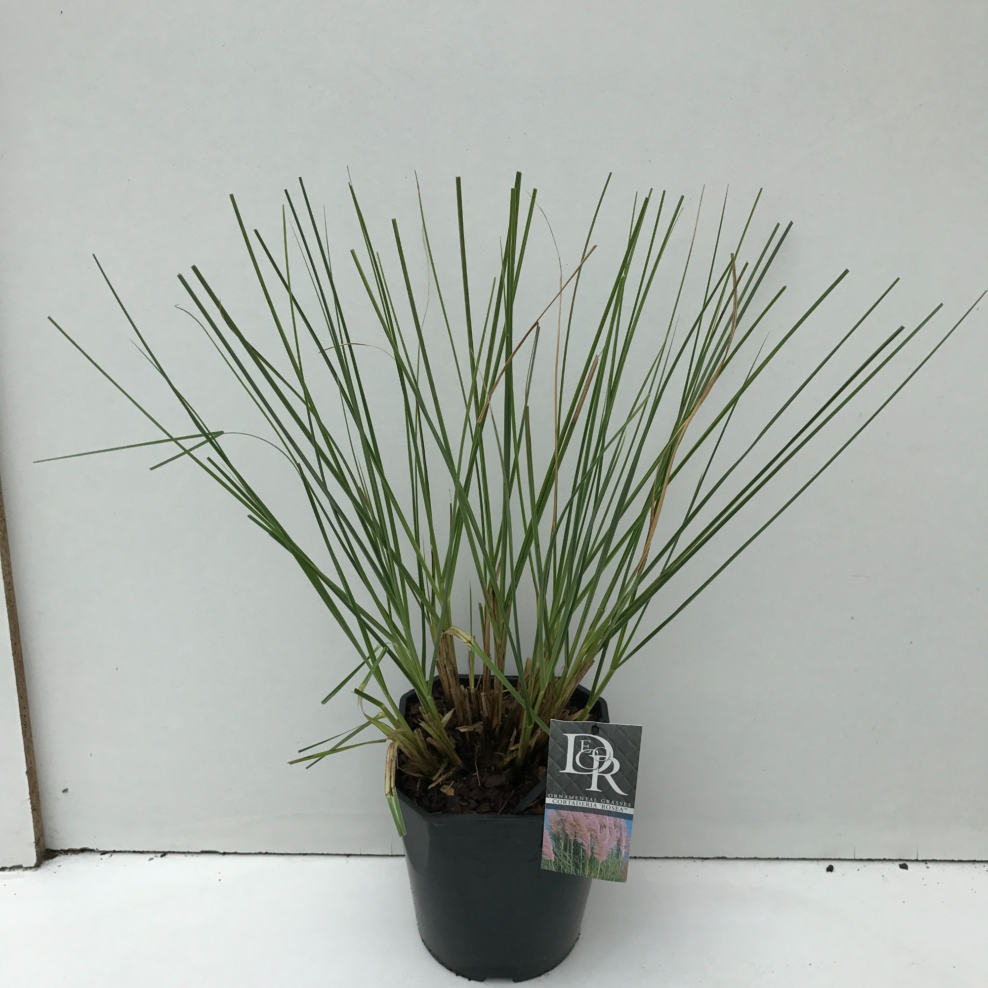 Picture of Cortaderia sell. Rosea P23 (5 Ltr) SQUARE