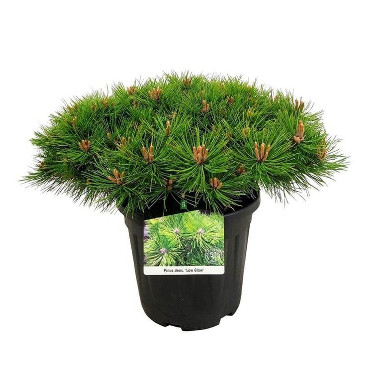 Pinus densiflora 'Low Glow'