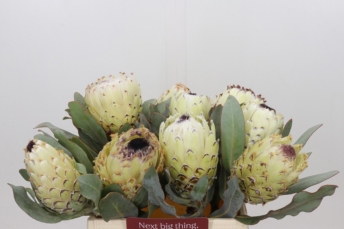 Protea Barbigera Ice Queen 40cm