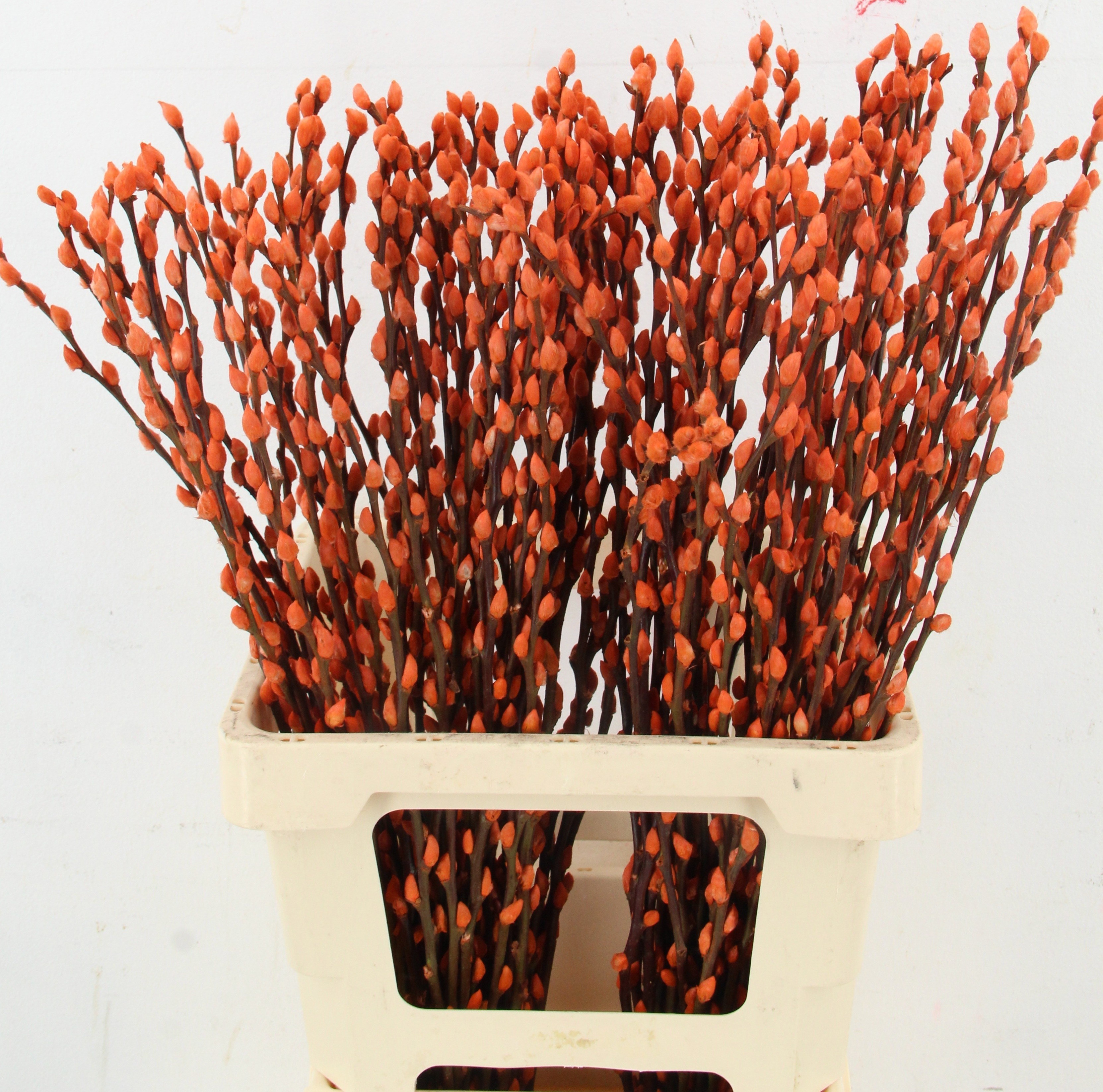 Salix Ov Klb H%
