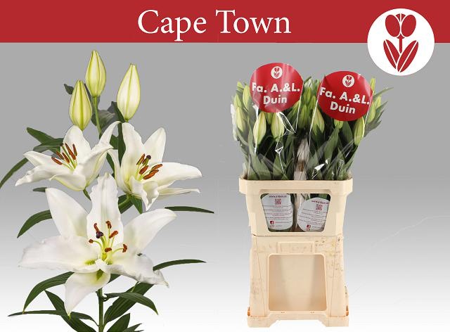 Li Or Cape Town