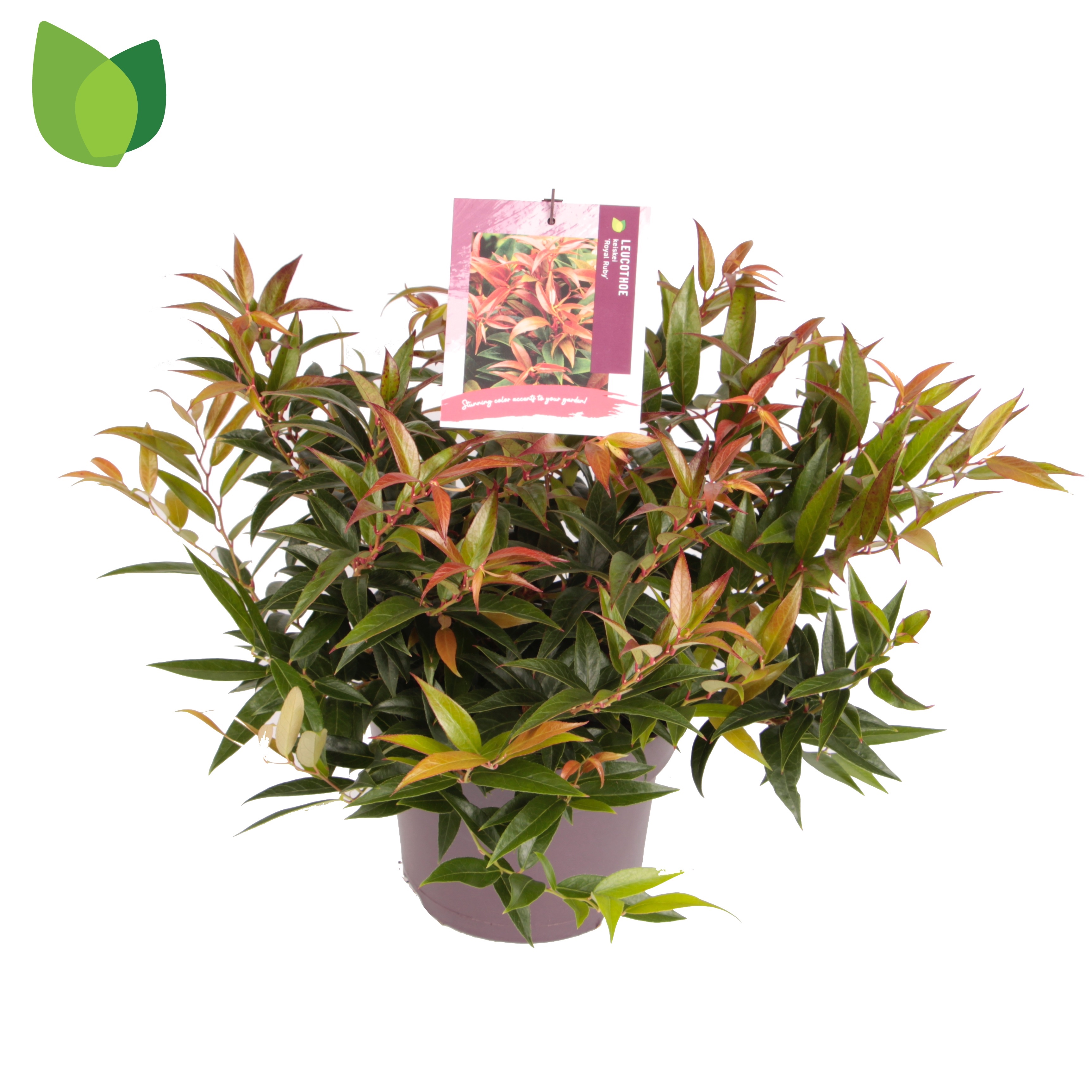 Picture of Leucothoe keiskei Royal Ruby P23 (5 Ltr)