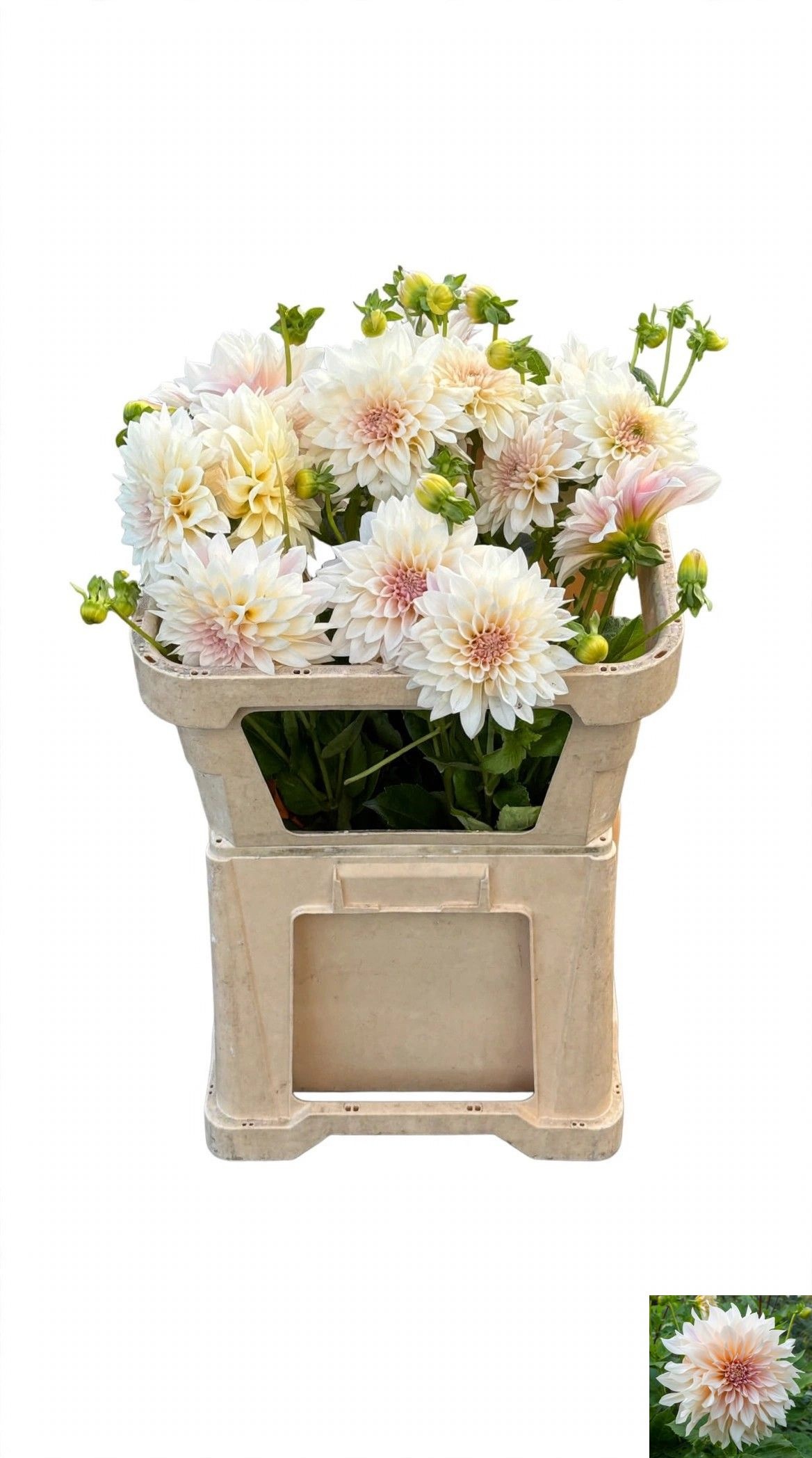 Dahl Cafe Lait Supre 70cm