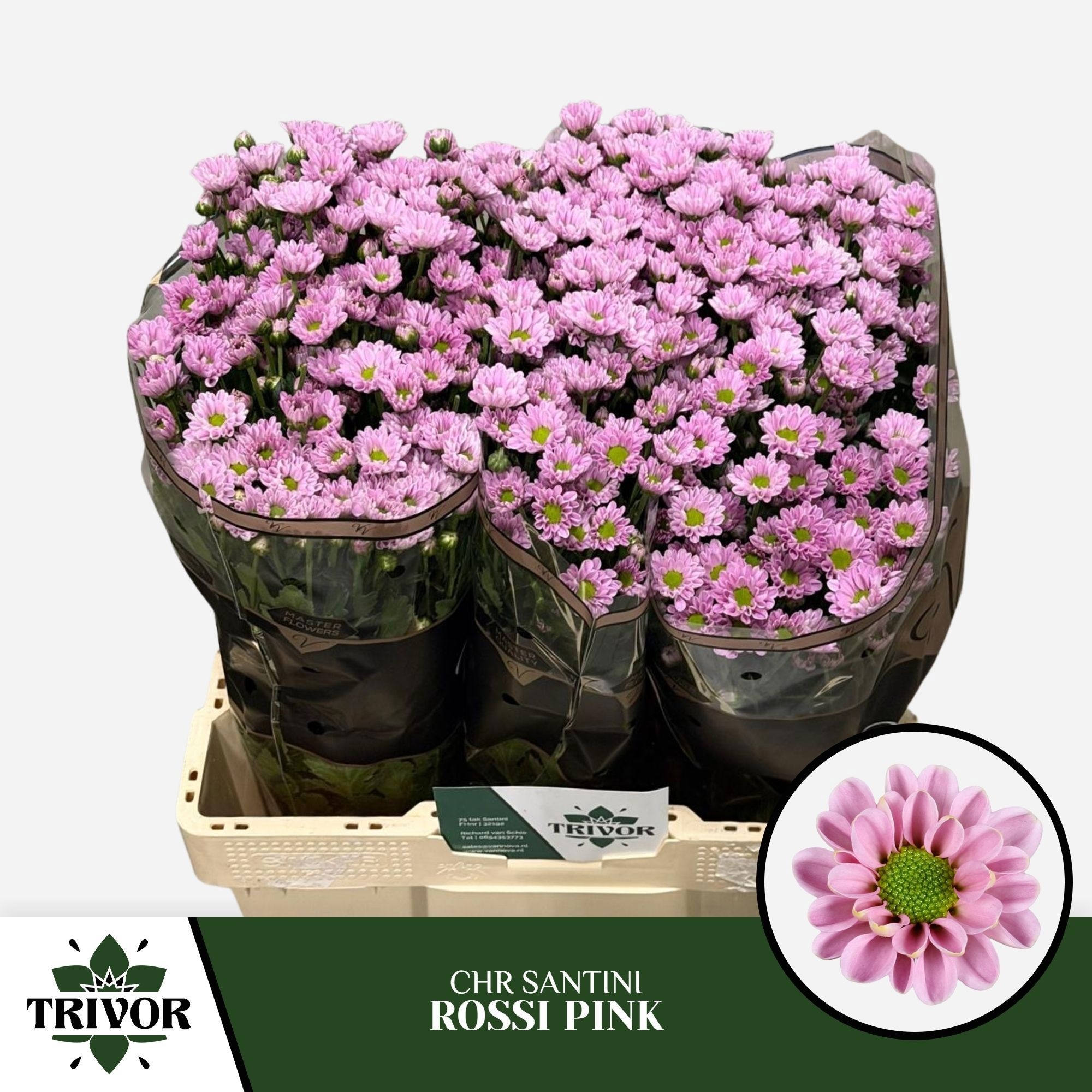 Chrys Santini Rossi Pink 45cm 100Ø