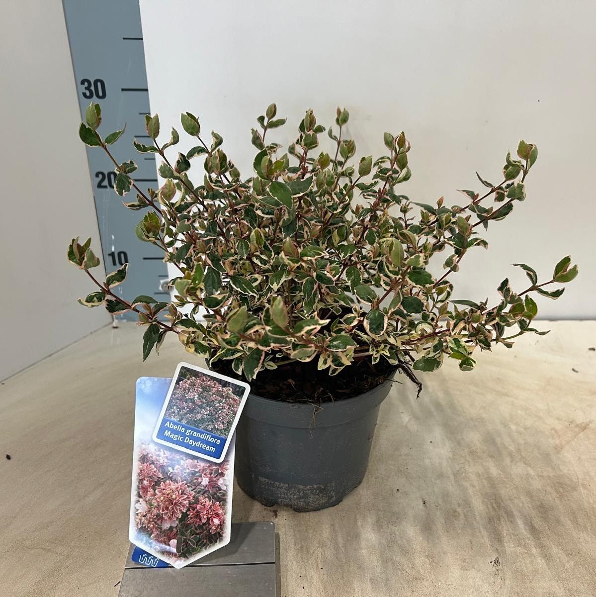 Picture of Abelia grandiflora Magic Daydream ('Opstal 103'PBR) P17 25CM