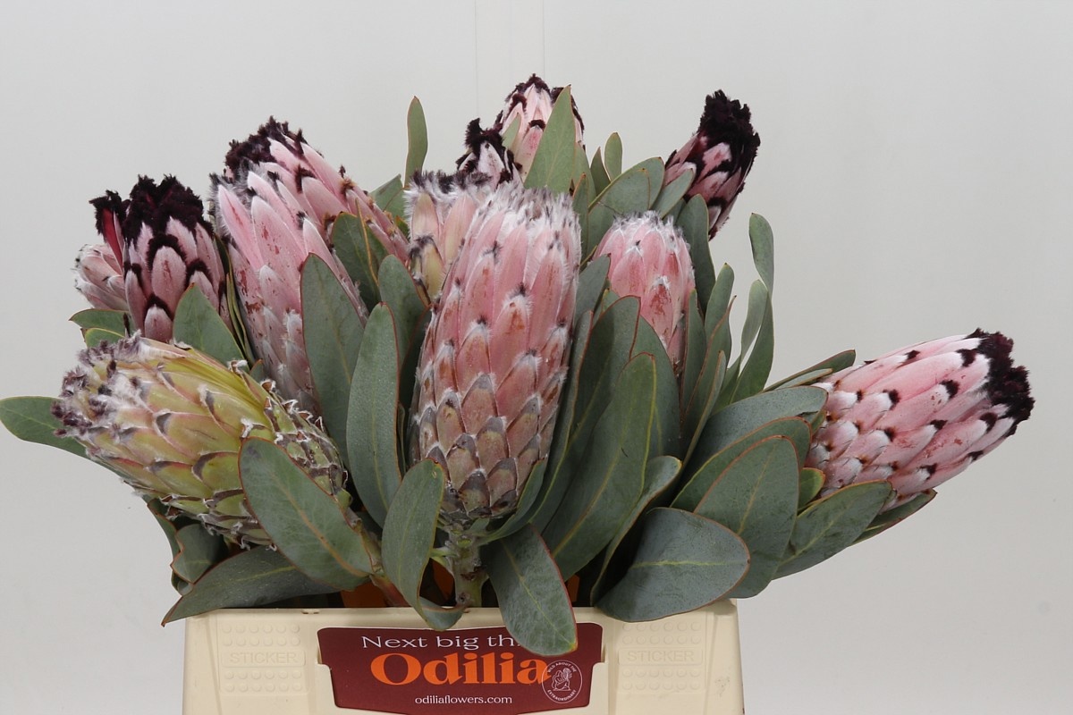 Protea Magni Didi 40cm