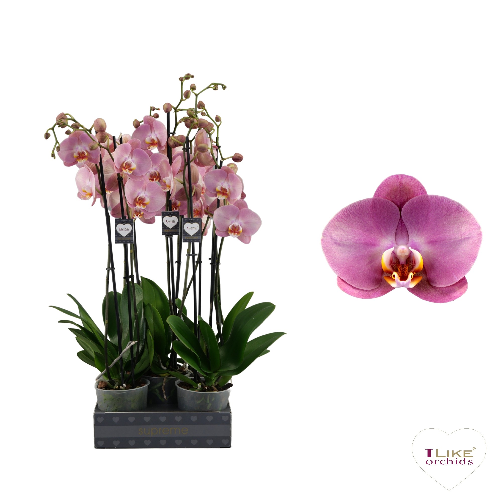 Picture of Phalaenopsis hybrid Honey Peach P12 2 spikes 14+ flowers height 55 cm