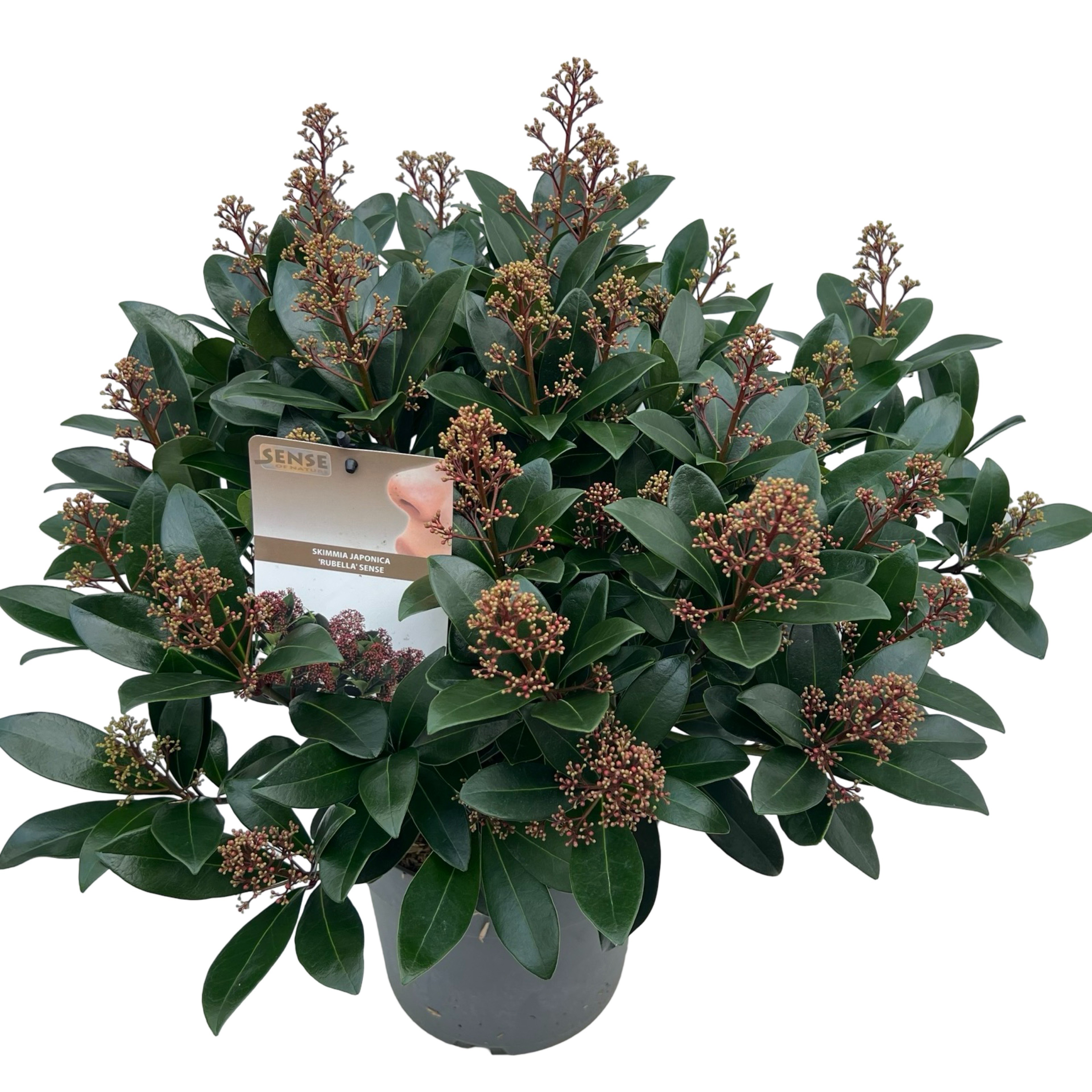 Picture of Skimmia jap. Rubella sense P23 (5 Ltr)