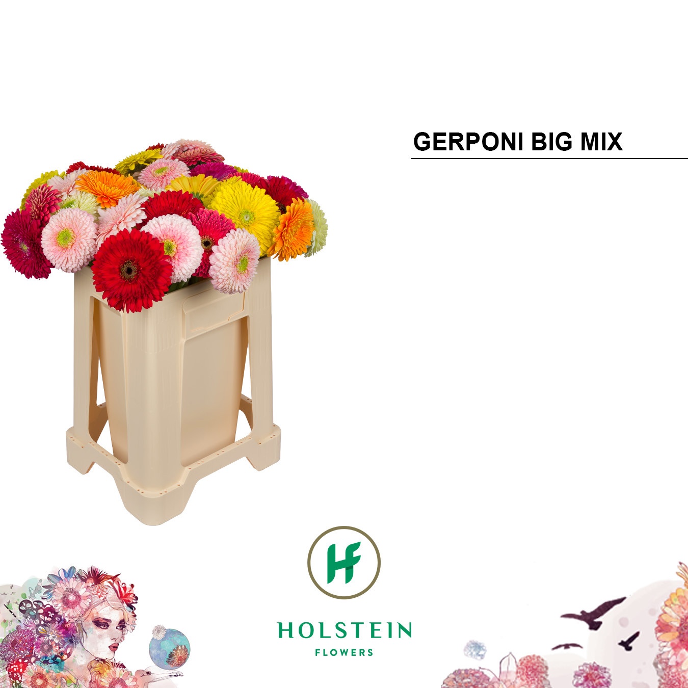 Gerbera Gerp Big Mixed