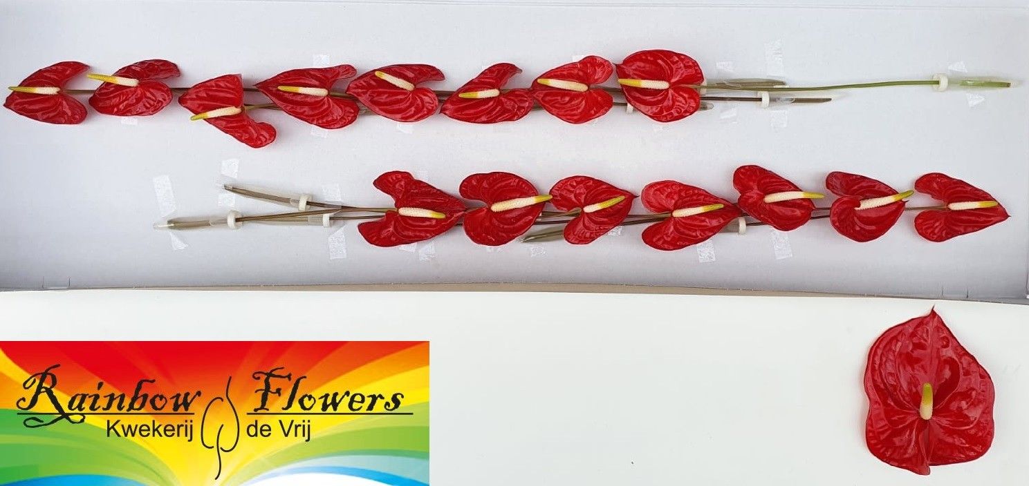Anthurium Tropical 6Ø