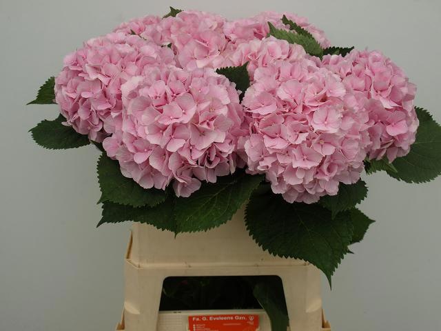 Hydr M Verena