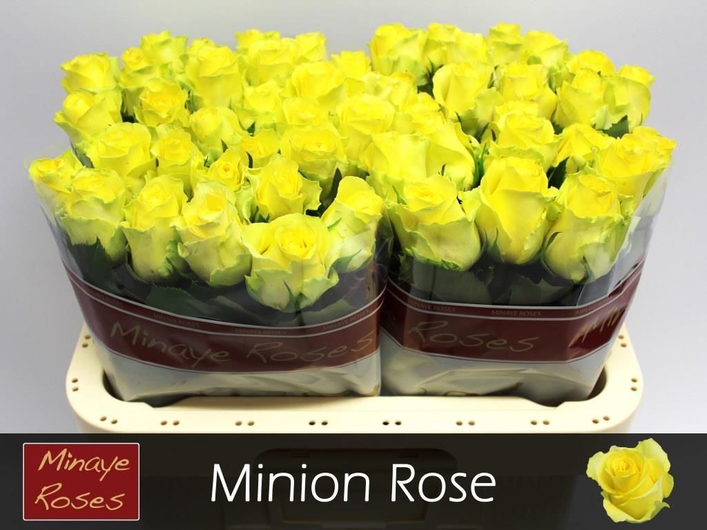 Rosa Minion Rose 60cm