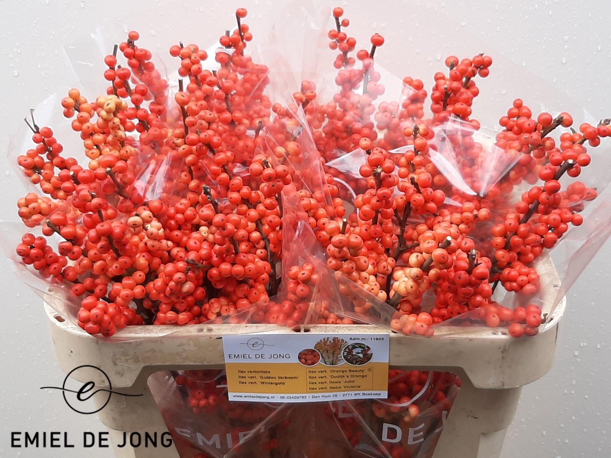 Ilex Oudijks Orange 70cm