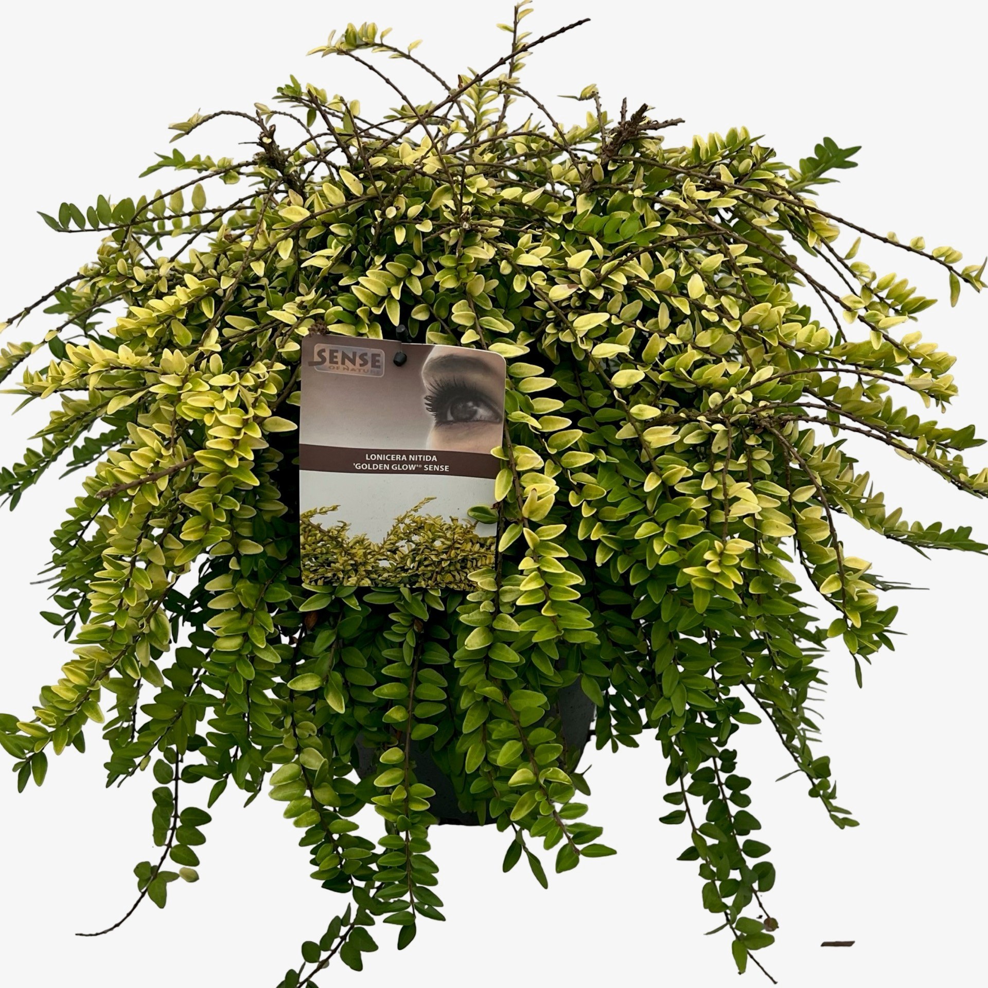 philodendron green splash 15
