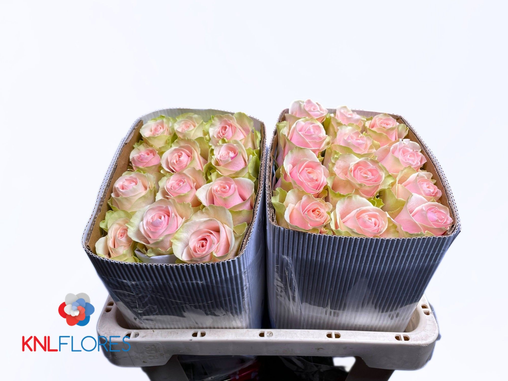Rosa Frutteto 50cm