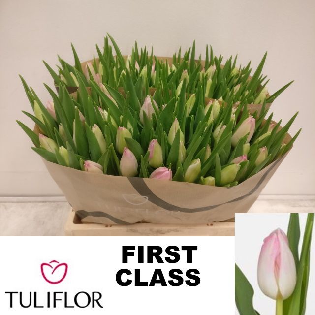 Tulipa First Class 36cm 23gram