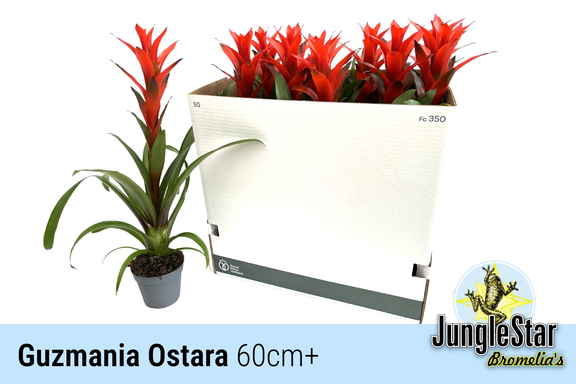 Guzm Ostara 13P 60H