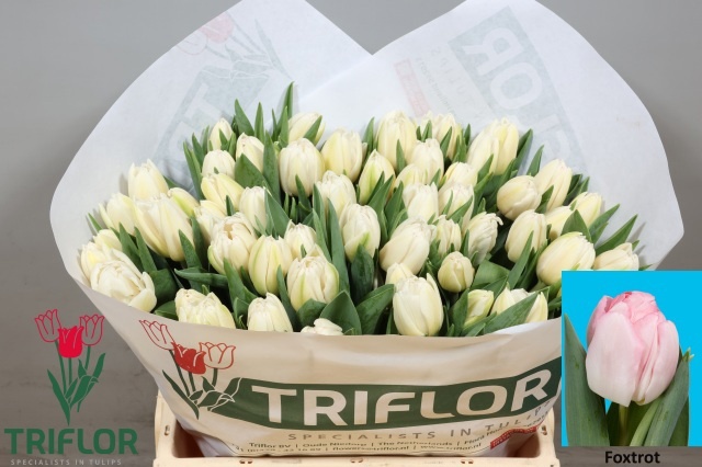 Tulipa Double Foxtrot 37cm 34gram