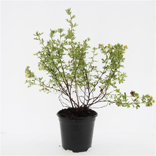 Picture of Potentilla tridentata Nuuk P14