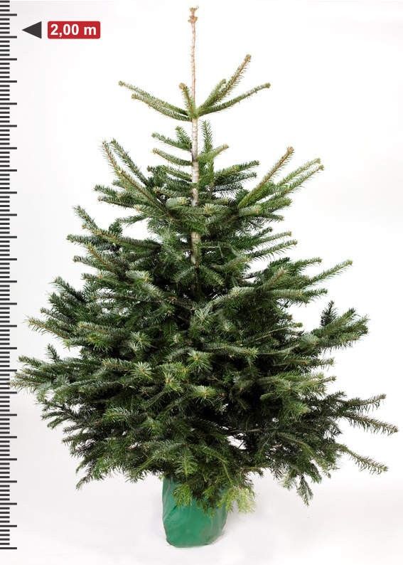 Abies nordmanniana - Zilverspar