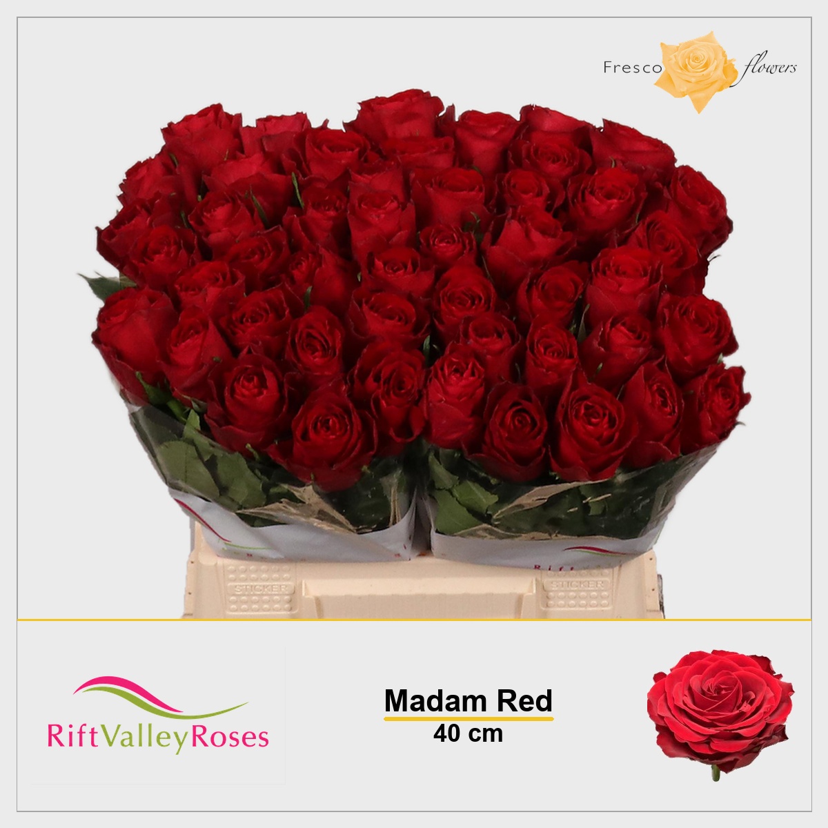 Rosa Madam Red 40cm