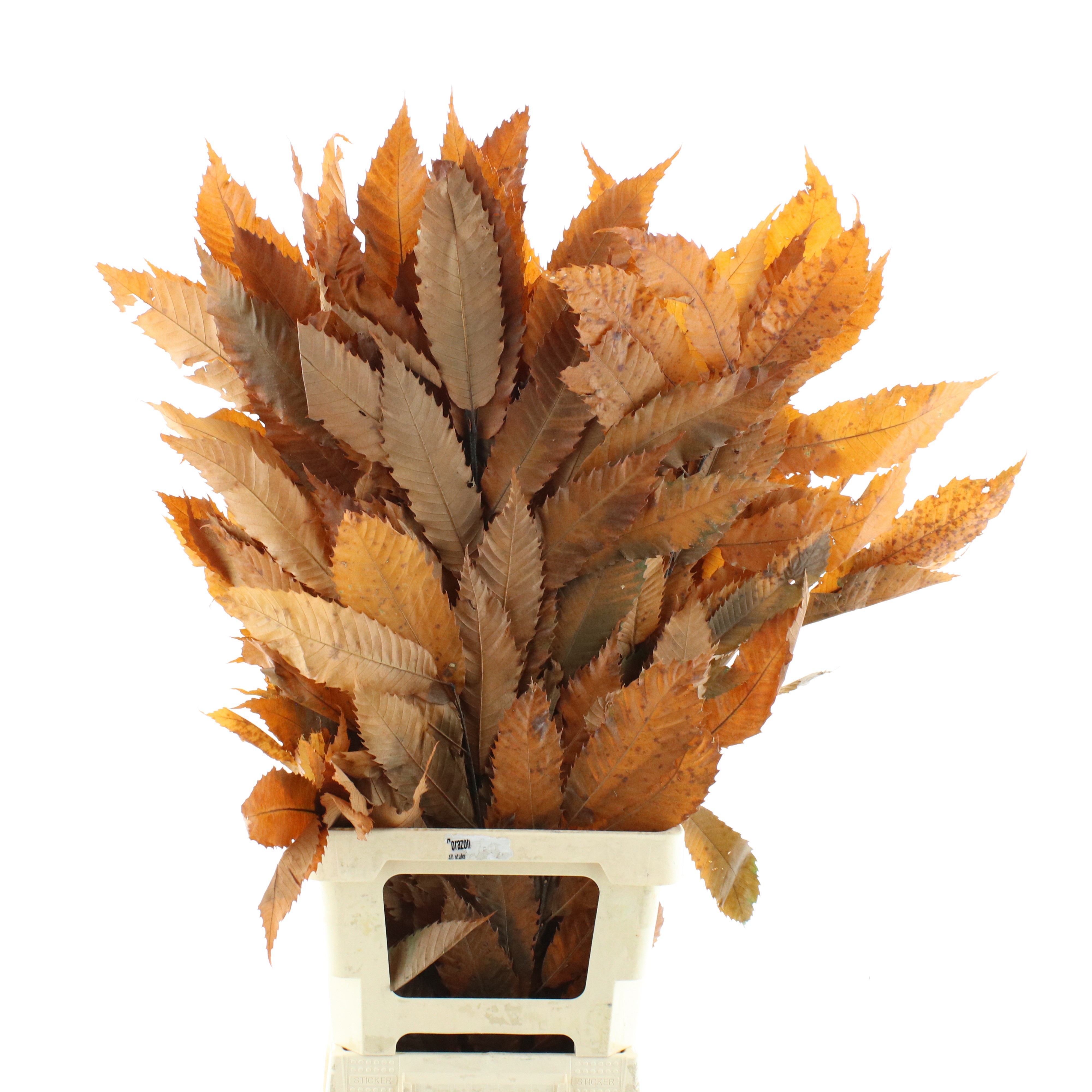 Decorgroen Klb Bs H%