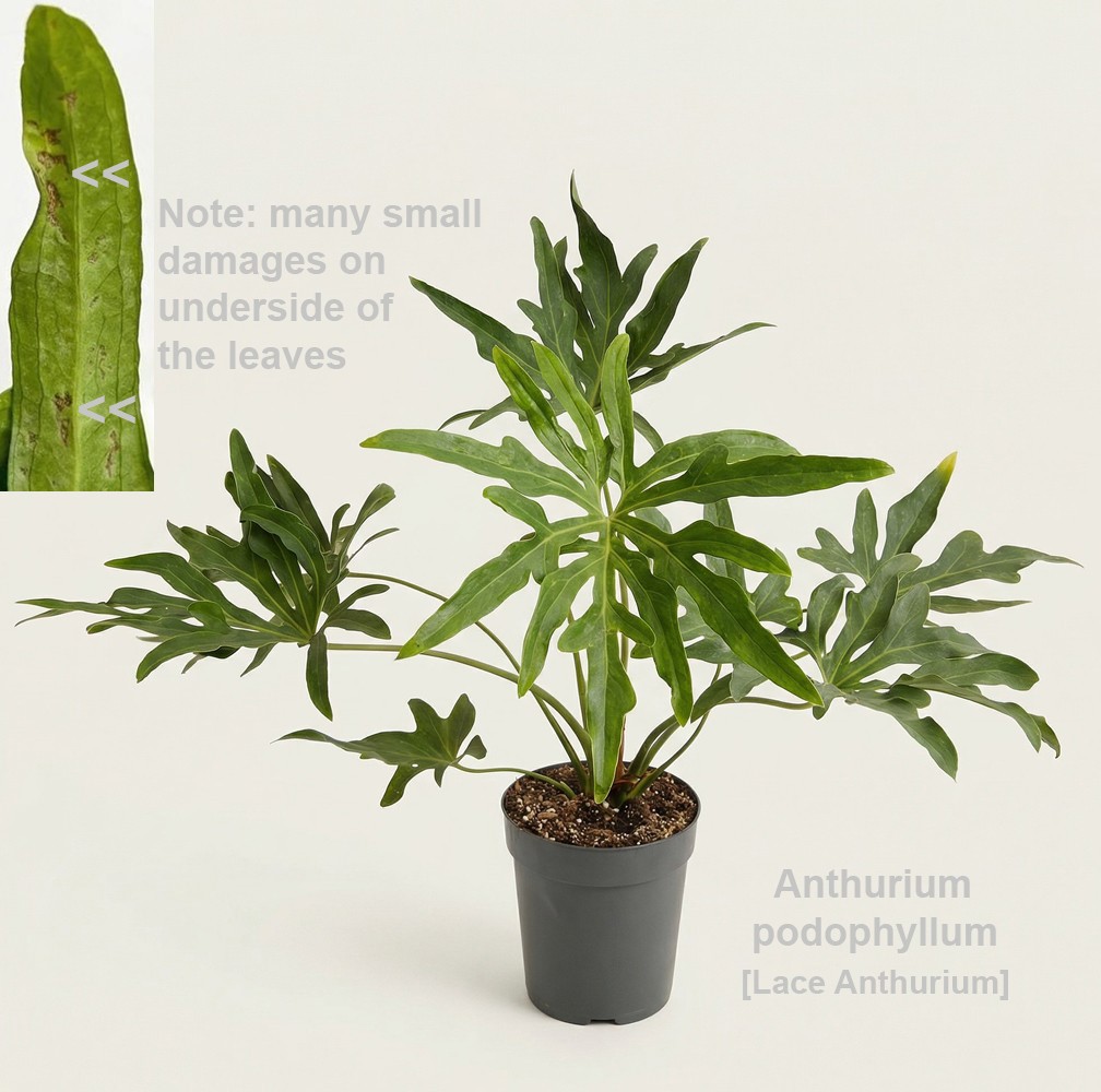 Plants Anthurium Podophyllum | Gardenline