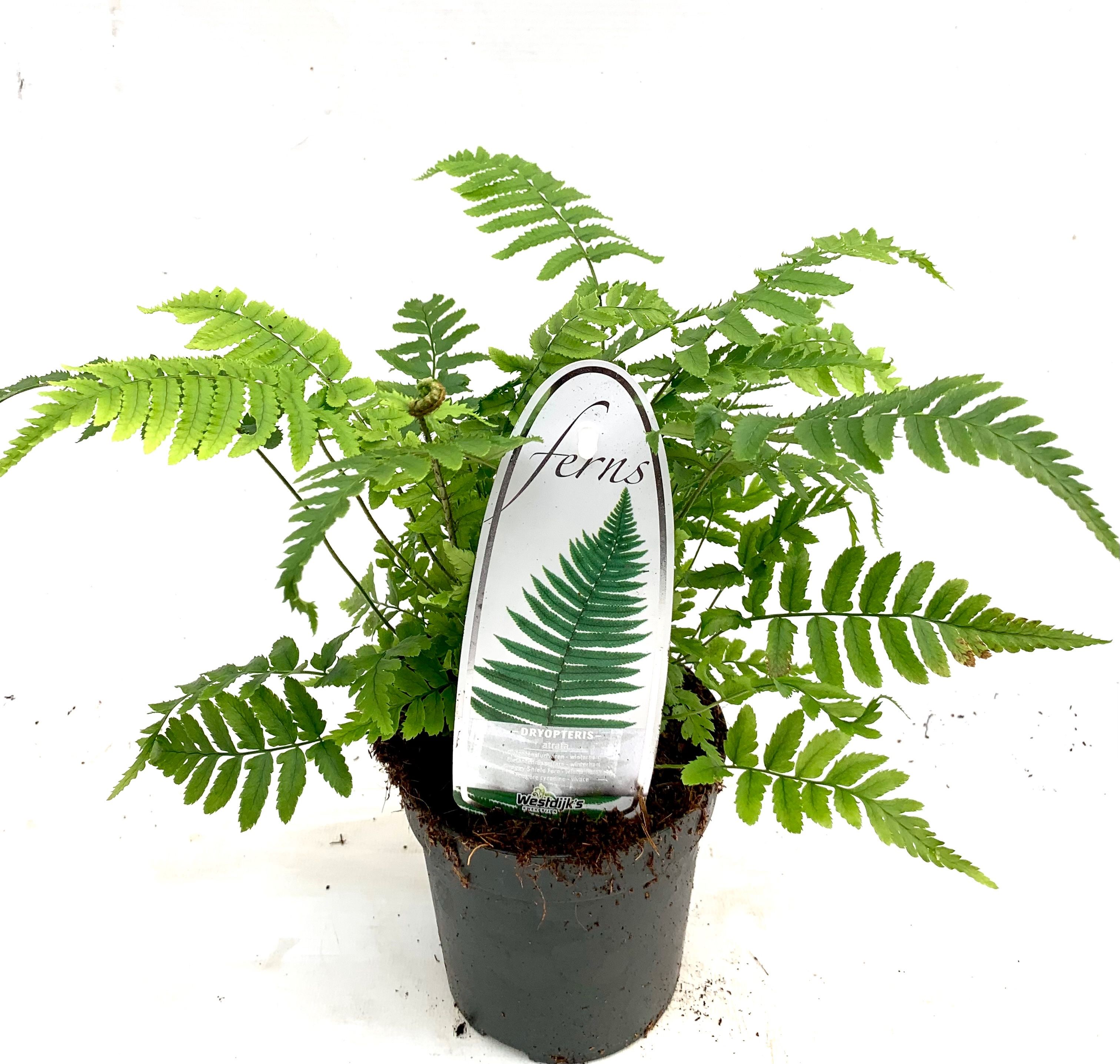 Dryopteris affinis 'Atrata'