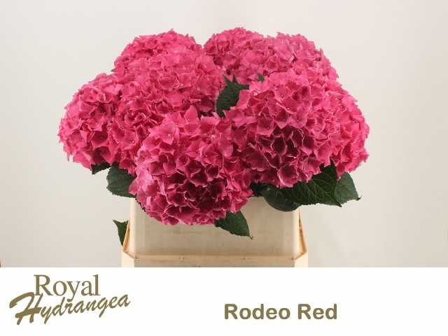 Hydr M Rodeo Rd