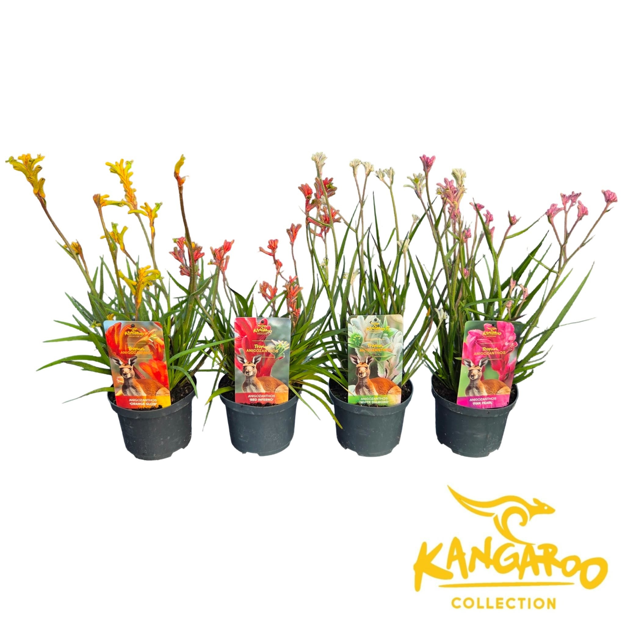 Anigozanthos 'Exclusive Mix' (ANIGO14AMIXXX)