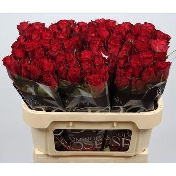 Rosa Madam Red 70cm