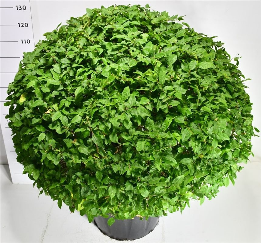 Carpinus betulus