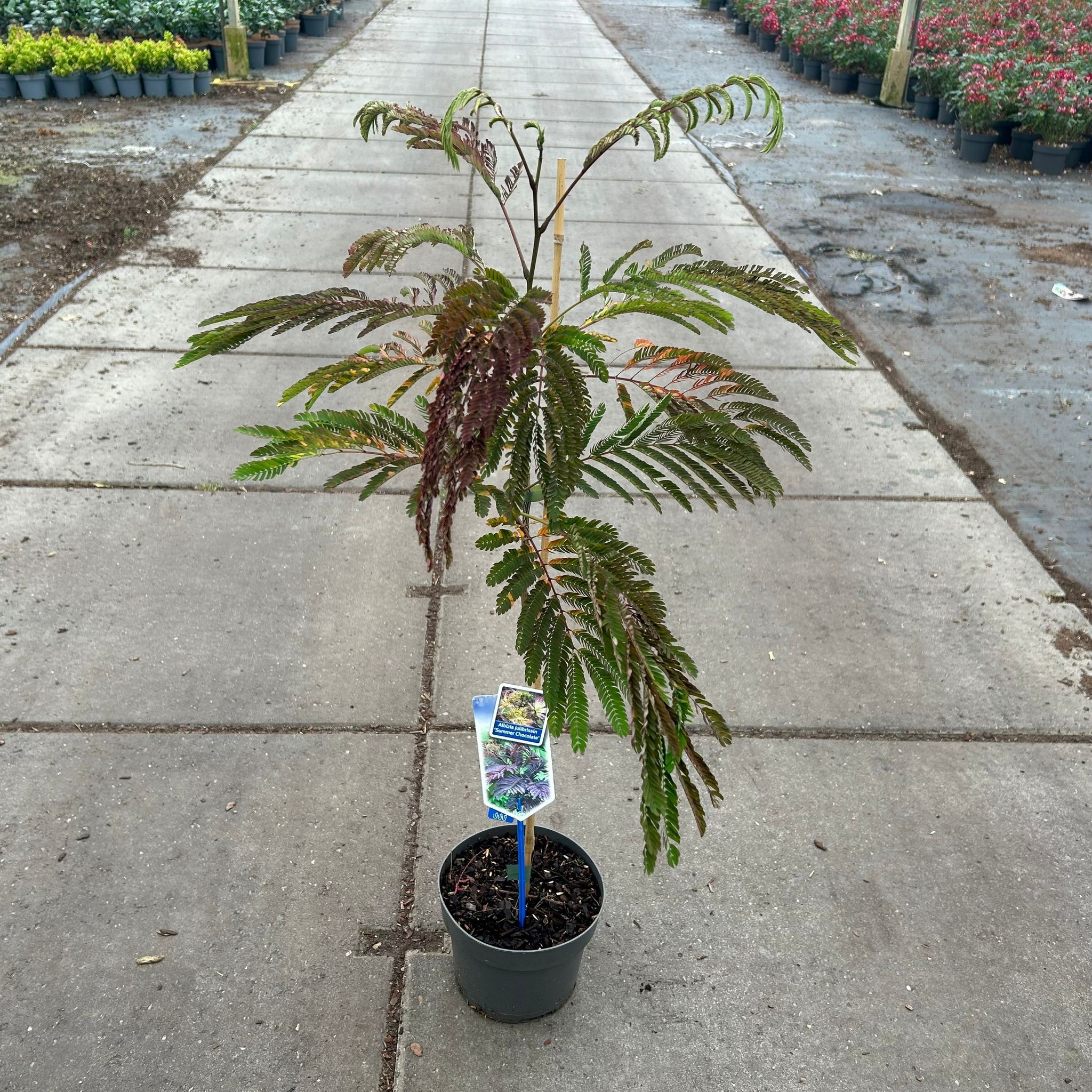 Picture of Albizia julibrissin 'Summer Chocolate' PBR