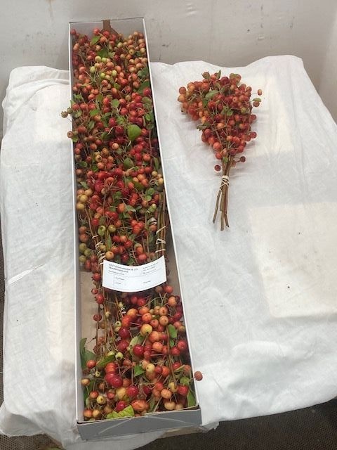 Malus Evereste Tak