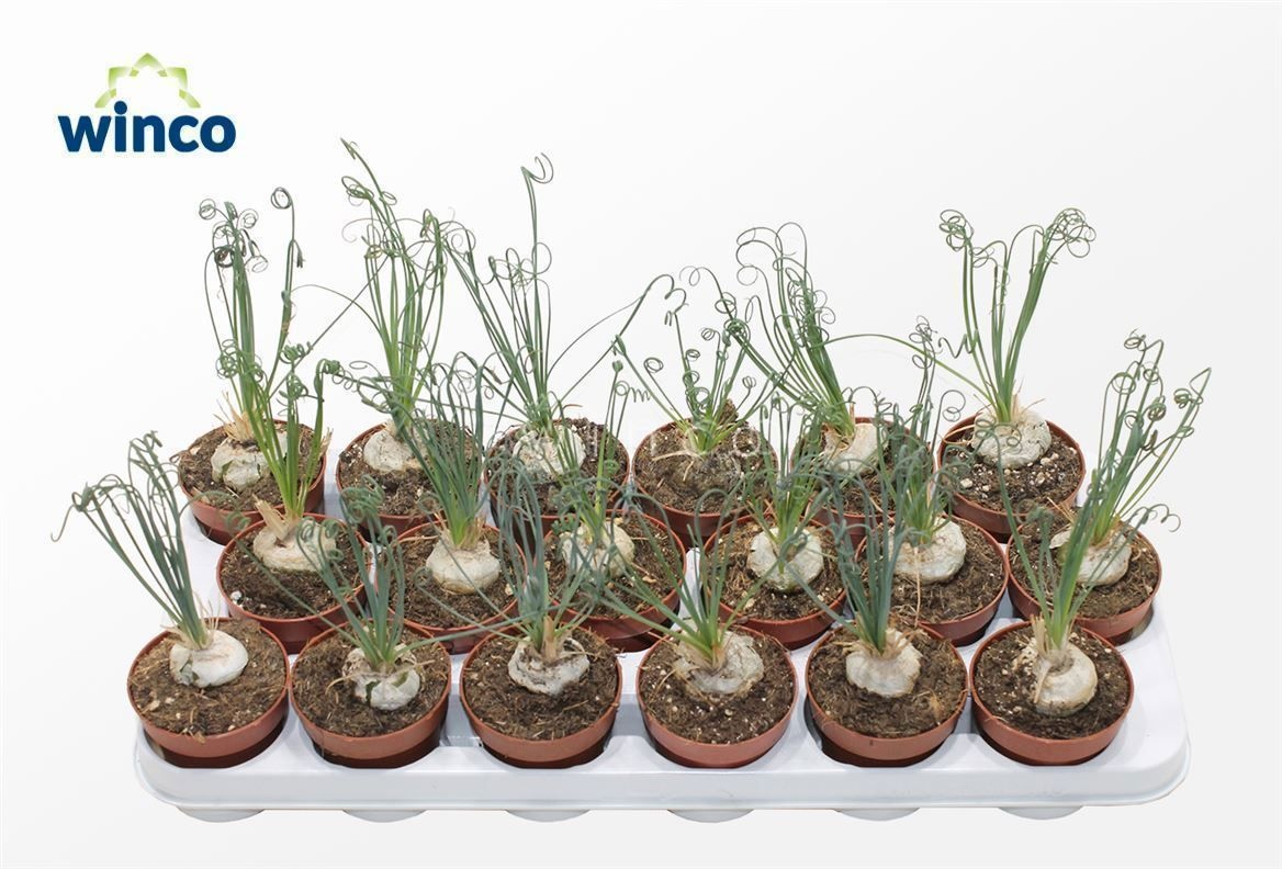 Albuca Friz Sizzle 508P 20H
