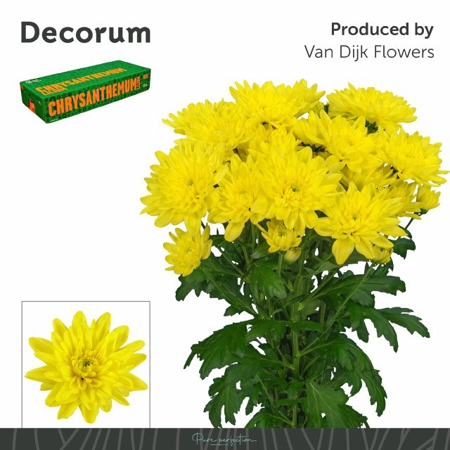 Chr T Baltica Yellow