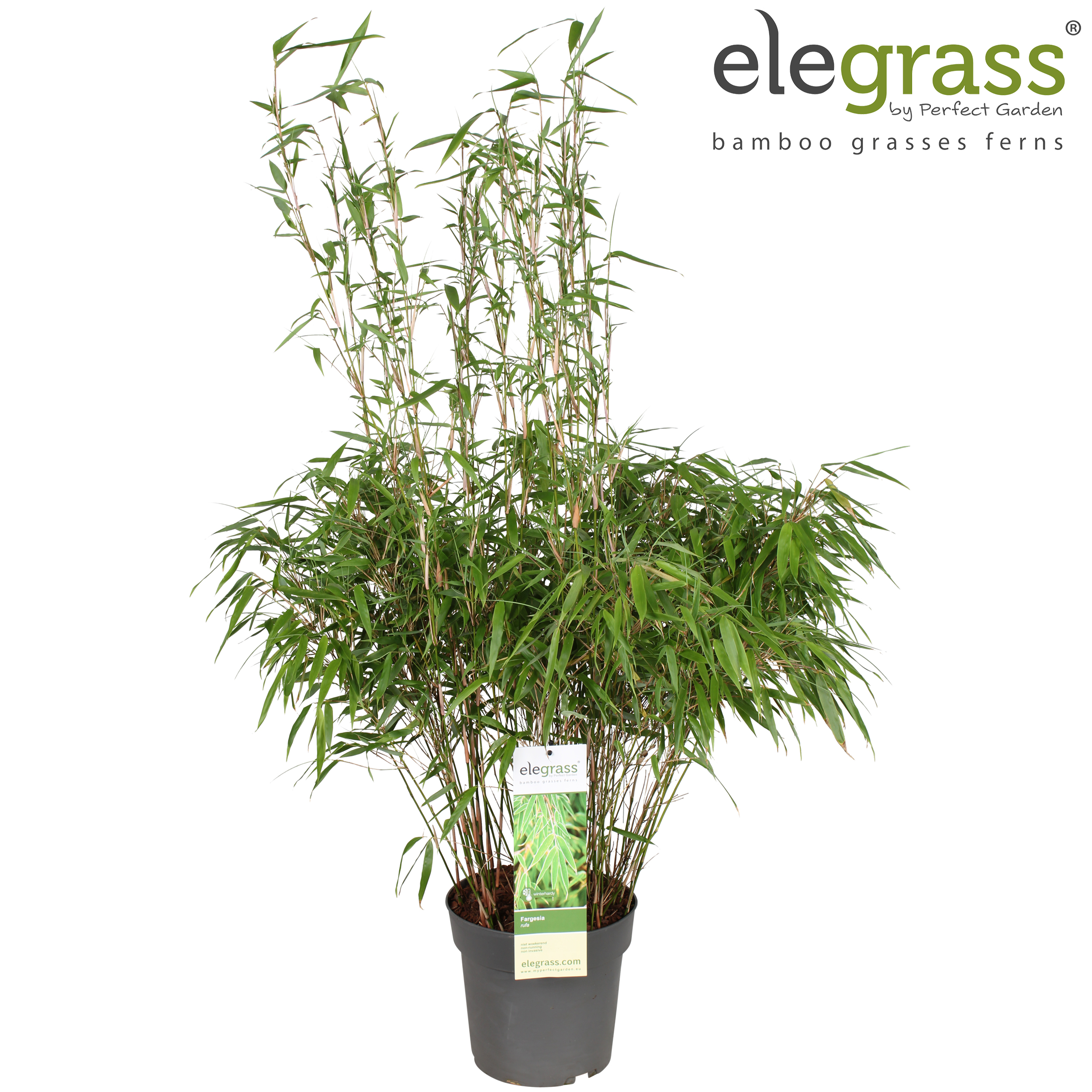 Picture of Fargesia rufa P23