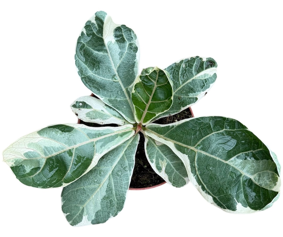 Ficus lyrata variegata | Gardenline