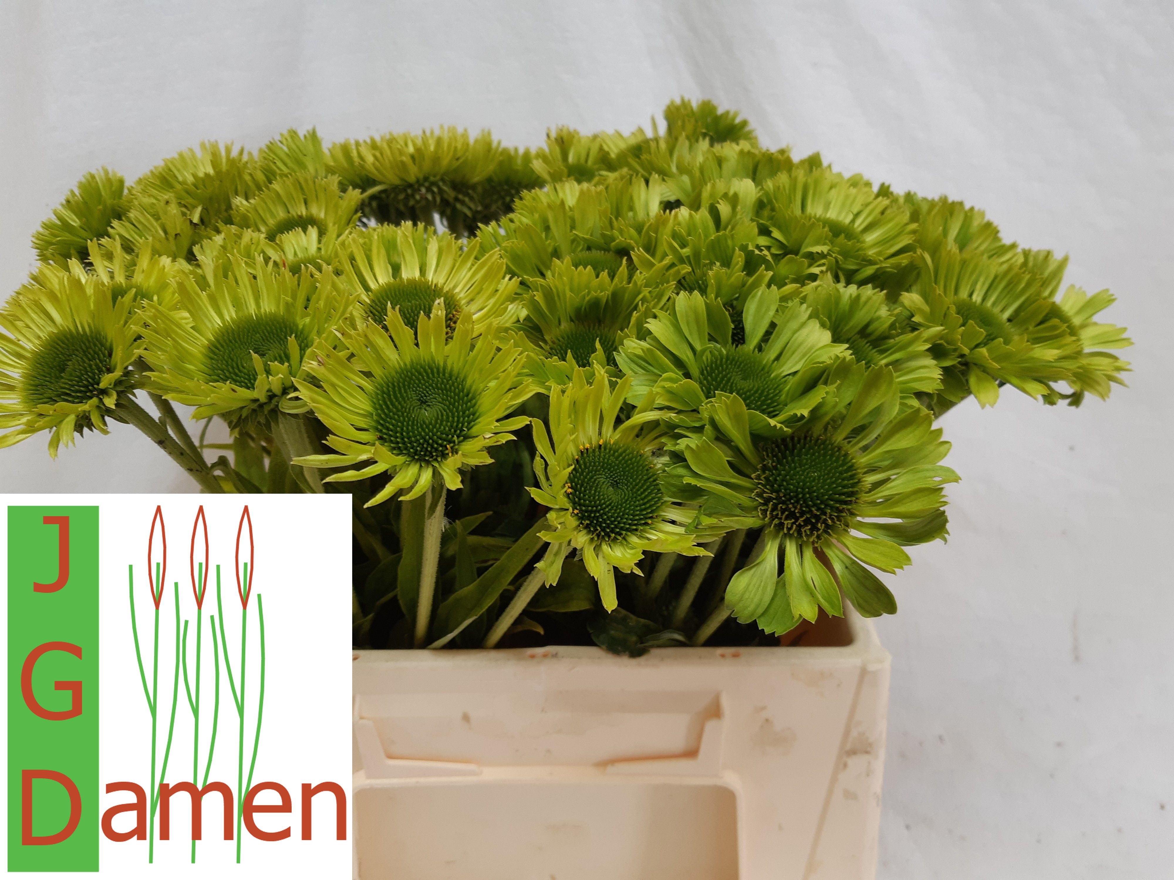 Rudbeckia Green Jewel 35cm